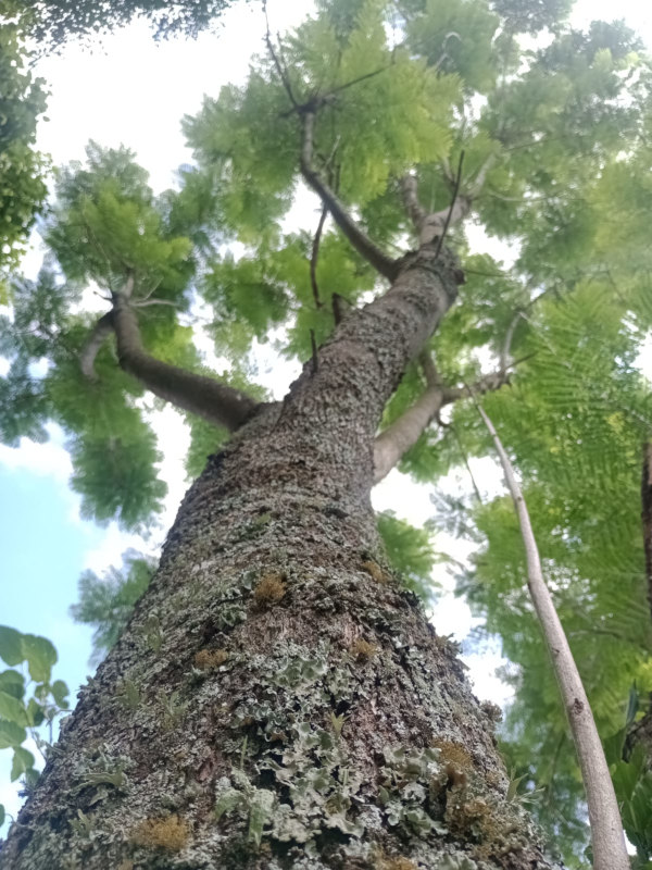 The valuable natural treasure protected by El Morado.